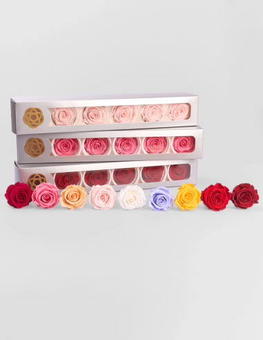 Têtes de Rose Stabilisée Kiara