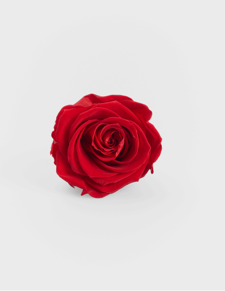 Têtes de Rose Stabilisée Kiara