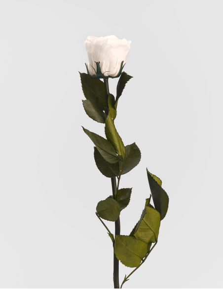 Rose Stabilisée Kiara avec Tige 30 cm