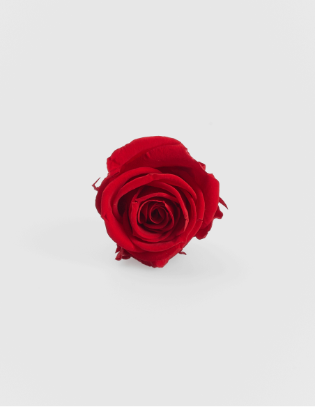 Petites têtes de roses stabilisées ou éternelles. (9 Unités)
