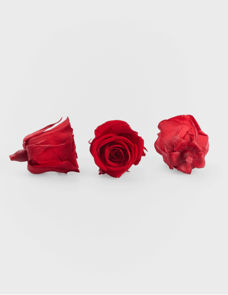 Petites têtes de roses stabilisées ou éternelles. (9 Unités)