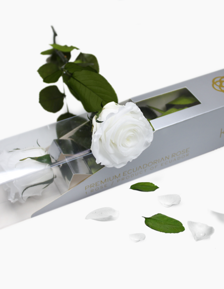Rose Stabilisée Kiara avec Tige 30 cm