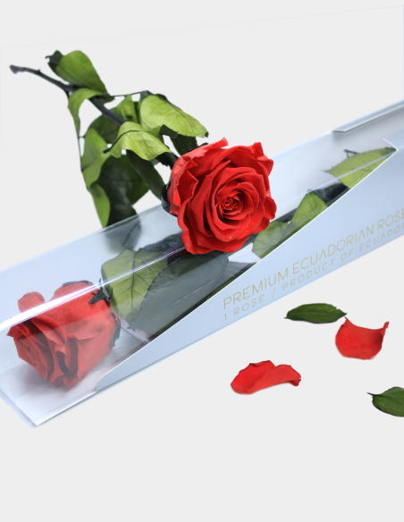 Rose Stabilisée Kiara avec Tige 50 cm