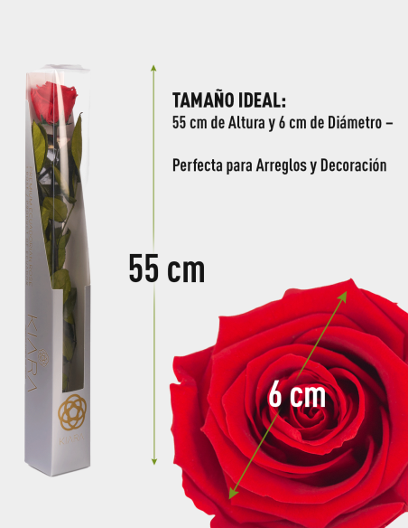 Rose Stabilisée Kiara avec Tige 50 cm