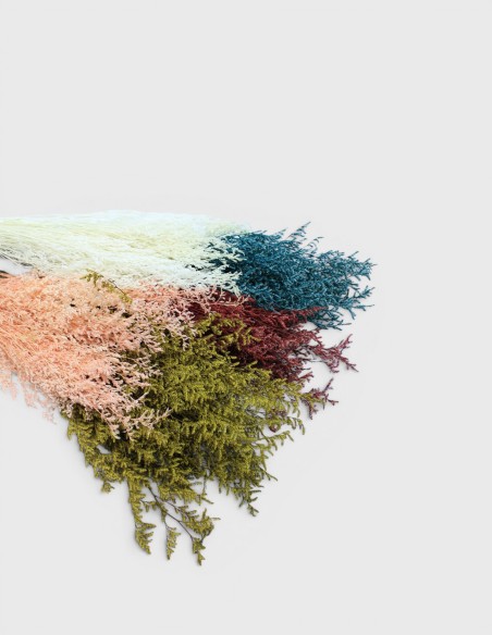 Limonium Stabilisée Lover Grass