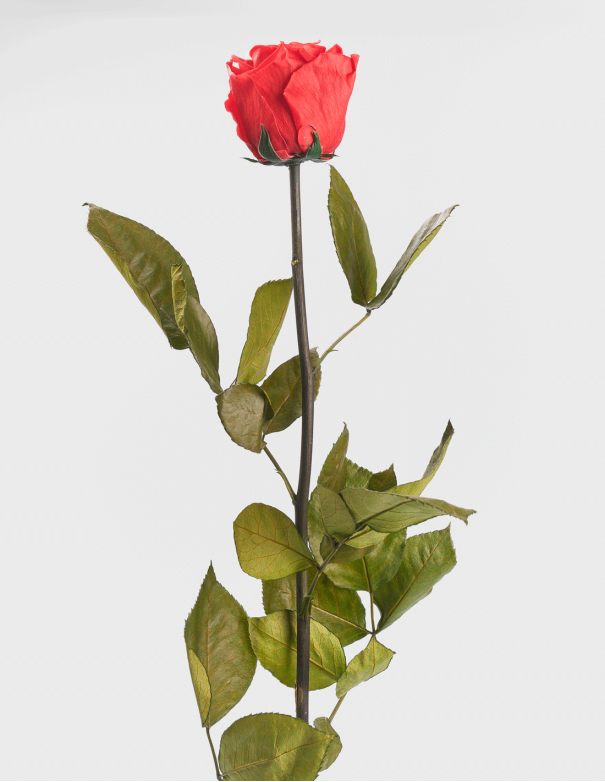Rose Stabilisée Kiara avec Tige 50 cm